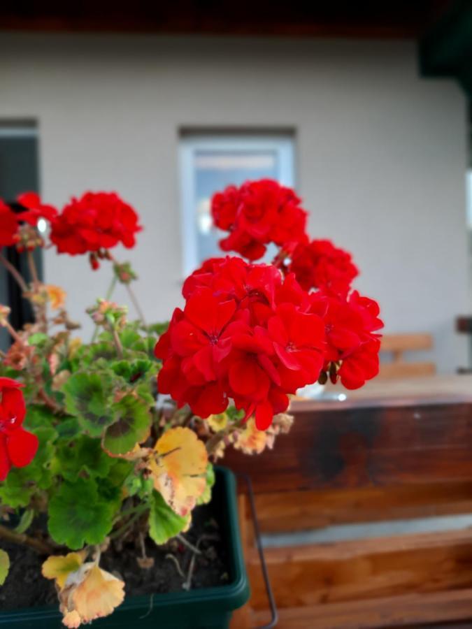 Vacation Home Danilo Žabljak Εξωτερικό φωτογραφία